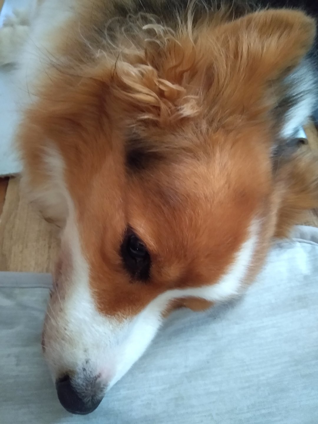 あお かいちゃんが旅立った後 ぎんちゃん もーちゃんの存在に助けられています 同居犬がいなくなって急に元気 がなくなるわんちゃんもいるそうですが 我が家のコギたちは元気です 秘密結社老犬倶楽部 T Co Vvmpkip8la Twitter