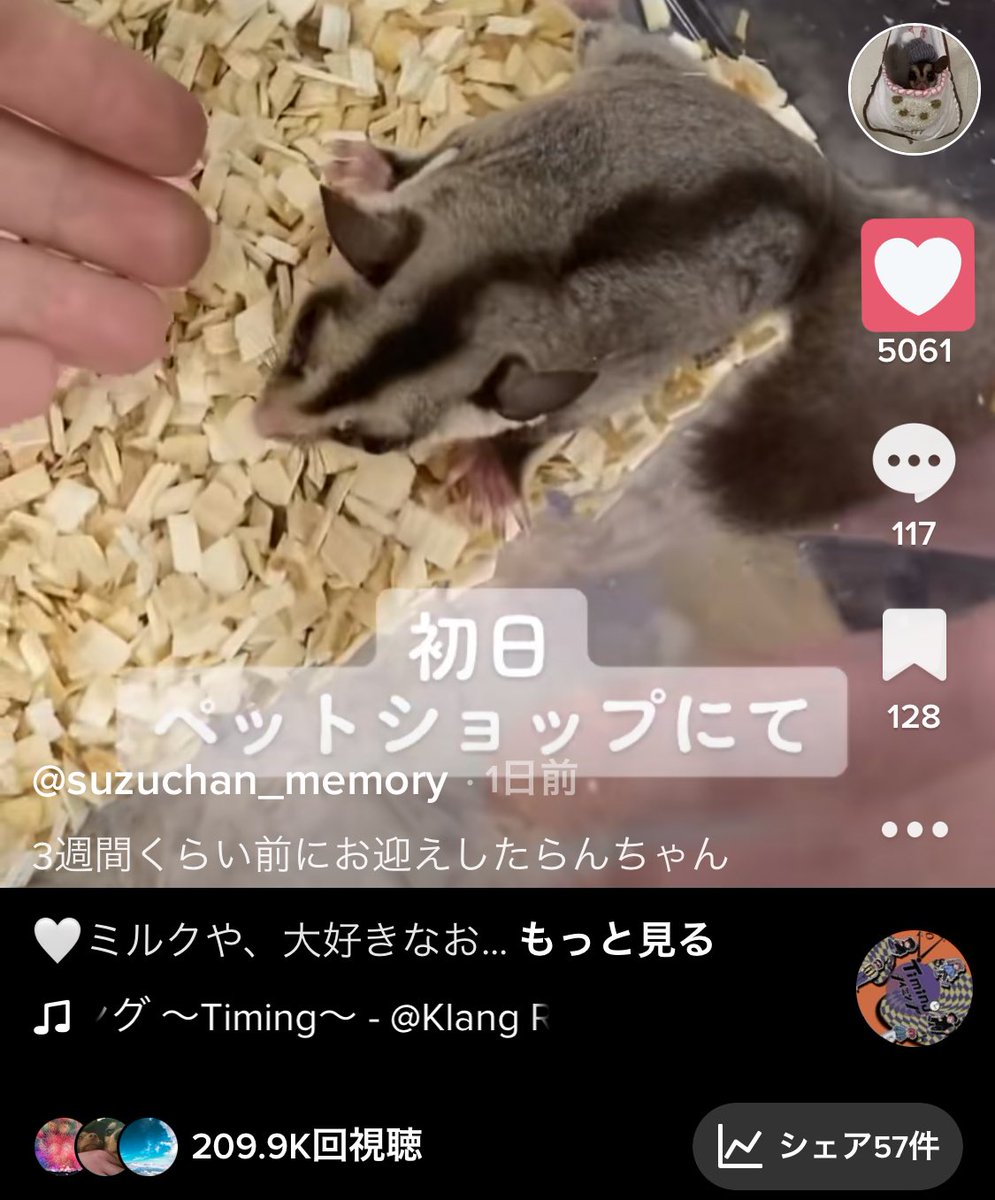 suzuchan_memory's tweet photo. TikTokで日曜日に出した動画が少しバズってる😳
モモンガの可愛いところもっと見てもらえるように頑張る！😊

#フクロモモンガ 
#フクロモモンガ飼ってる人と繋がりたい https://t.co/z0STkzSJE8