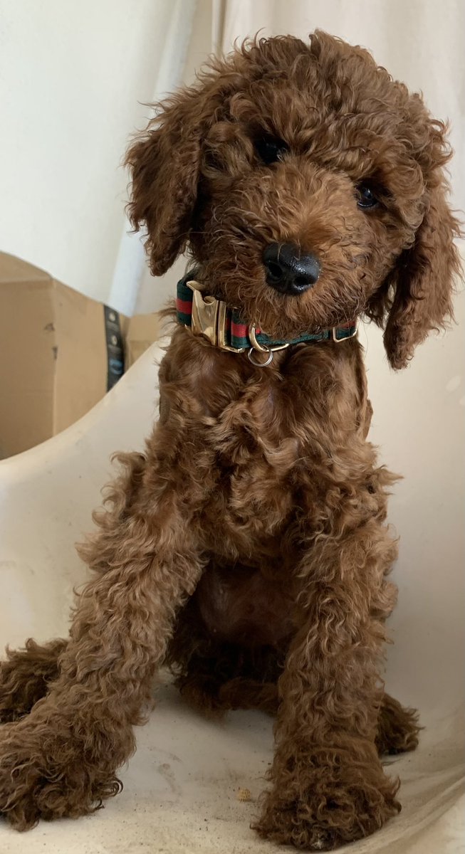 RadixsG's tweet photo. Cookie Gucci 🍪 🥰 looking for a TV spot! https://t.co/rO9ShKCmX8