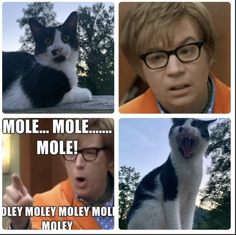 KiMeBiCandles's tweet photo. My cat, Miss Millie Mole is a #MemeStar! 🤣 https://t.co/8uCYenr0f5
