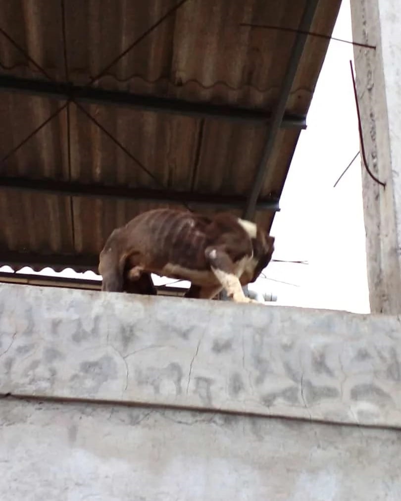 ¡URGENTE SANCIÓN!
Perrito desnutrido piel y huesos, orejitas cortadas, no tiene dientes, está herido en todo su cuerpito #Rescate #SancionADueños
Está en parroquia Yaruquí Calle Quito y Mariscal Sucre