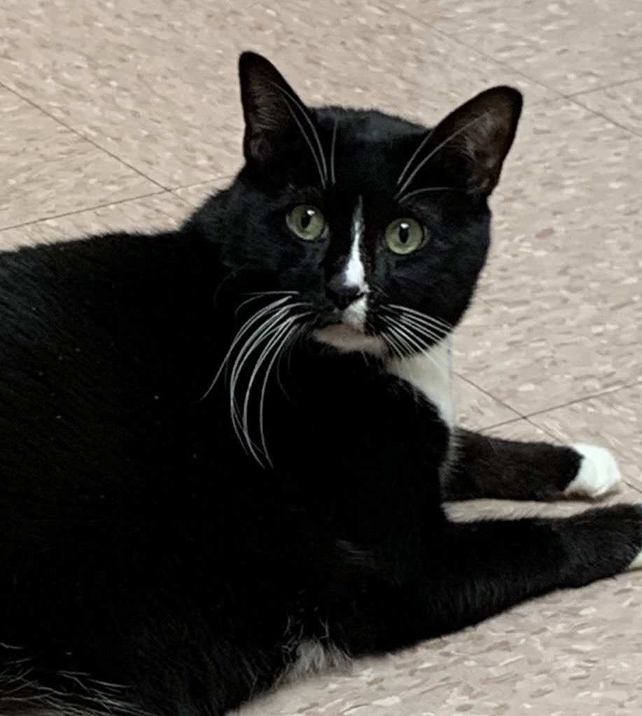 VMundae's tweet photo. #TobeUpdate He came through the procedure fine, was still sedated & could not talk to me, true story. The dr said he was amazed at how quickly he was responding to treatment. He ate a little bit tonight, Tobe not the doctor, and should be home Wednesday. 🐾 https://t.co/ctpL0HxsYZ