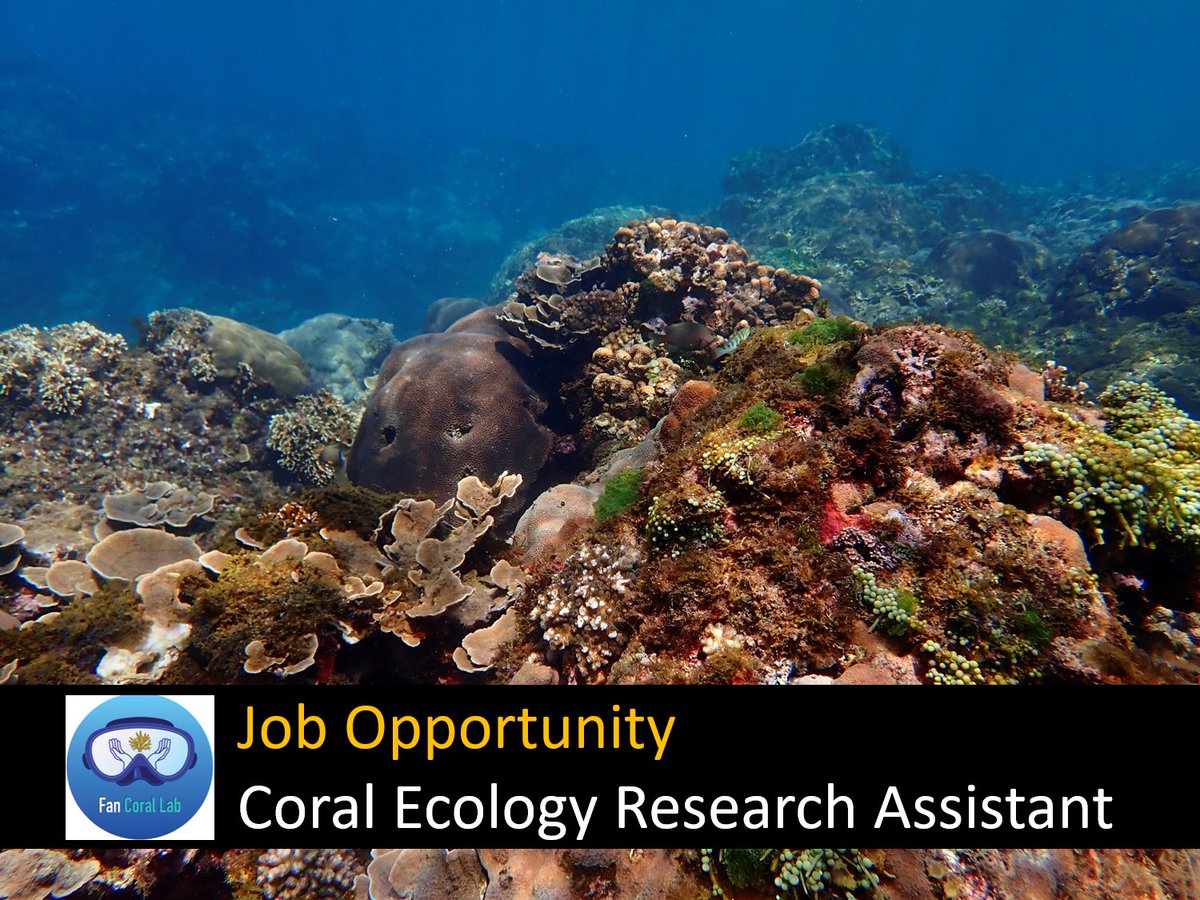 📢We're hiring!!!📢 Join us to work on a project studying thermal tolerance in corals. This position is a great opportunity to gain exposure to a wide range of field/lab research skills. Start date is ~September 1st. Apply now! 🪸🤿(fancorallab.weebly.com/job-opportunit…)