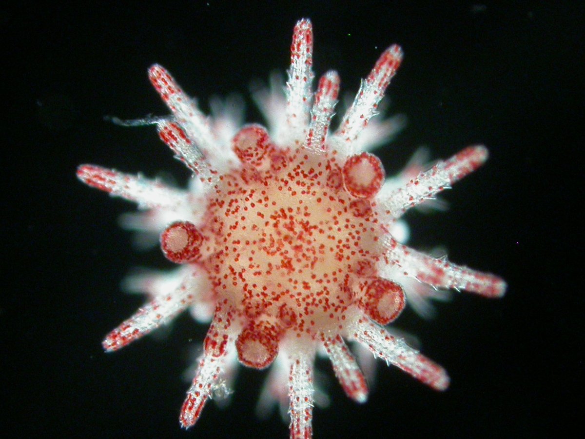Sydney Science (@sydney_science) on Twitter photo ✴️Can the next generation of sea urchins resist marine heatwaves? New research from <a href="/Sydney_Uni/">University of Sydney</a> and <a href="/hku_science/">HKU_Science</a> studied the ability of adult sea urchins to pass on benefits to their offspring after exposure to heatwaves. Read more:bit.ly/3di9q9h ✴️Can the next generation of sea urchins resist marine heatwaves? New research from <a href="/Sydney_Uni/">University of Sydney</a> and <a href="/hku_science/">HKU_Science</a> studied the ability of adult sea urchins to pass on benefits to their offspring after exposure to heatwaves. Read more:bit.ly/3di9q9h