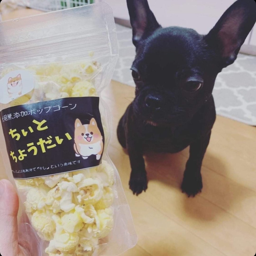 犬用ポップコーン Twitter Search Twitter