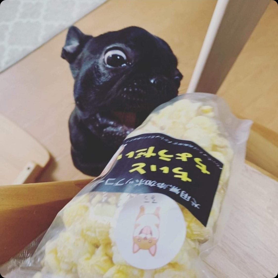 犬用ポップコーン Twitter Search Twitter