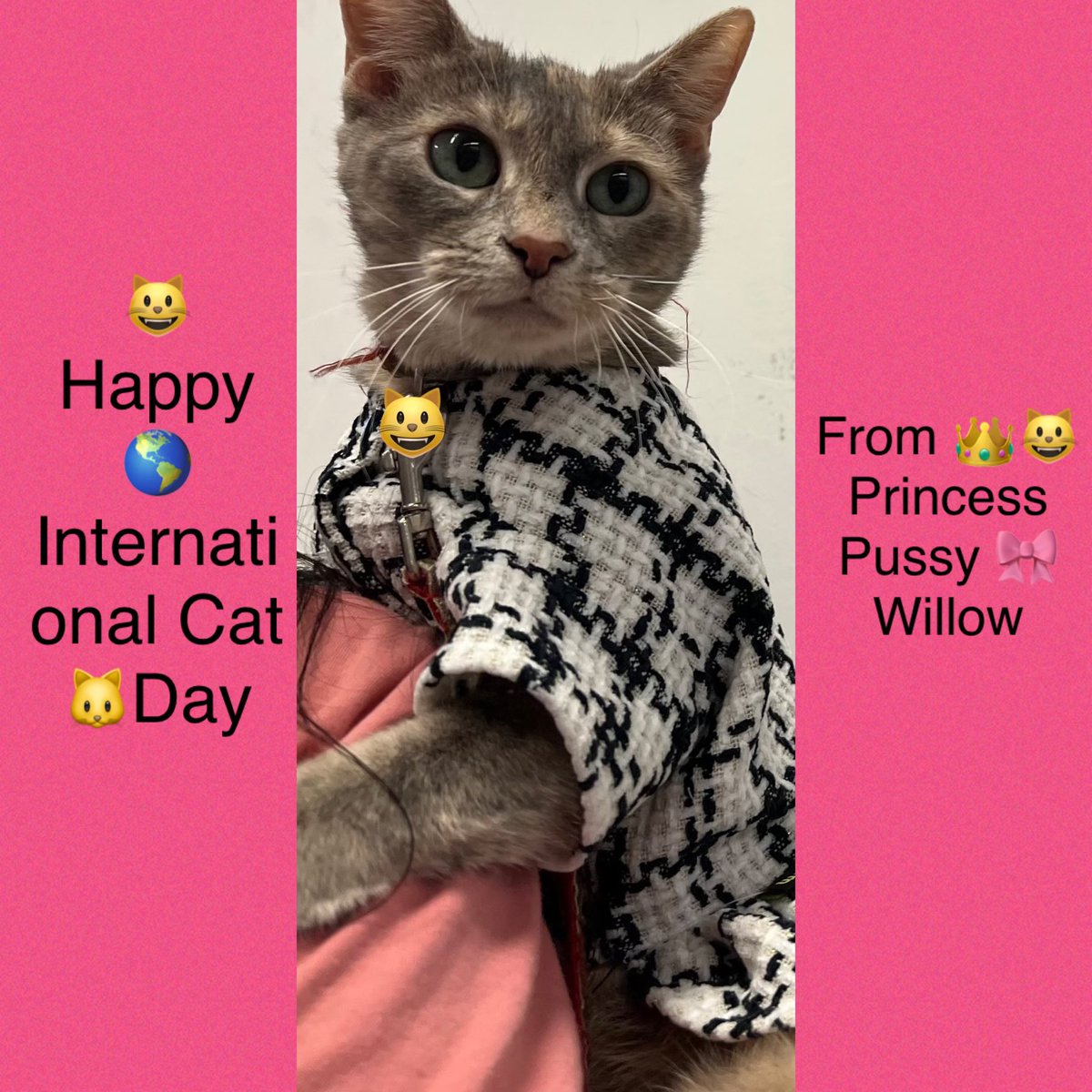 PrincessPWillow's tweet photo. 😺Happy🌎International Cat🐱Day to me, 👑😺Princess Pussy🎀 Willow, to my Cat 😹Half!! Btw, I look😹super 👗🎀FURRfashionable!!! #quote #Like #photooftheday #photo #picoftheday #fun #LosAngeles #green #HappyBirthday #Days #model #talent #lol #Entrepreneur #entrepreneurs #blessed https://t.co/3pzvflAIGe