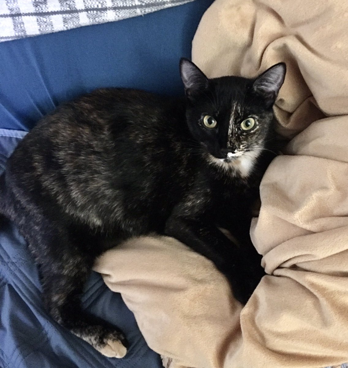 Annette34News's tweet photo. @Univision34LA Mina descansando y disfrutando de #InternationalCatDay https://t.co/OebJxx8wDw
