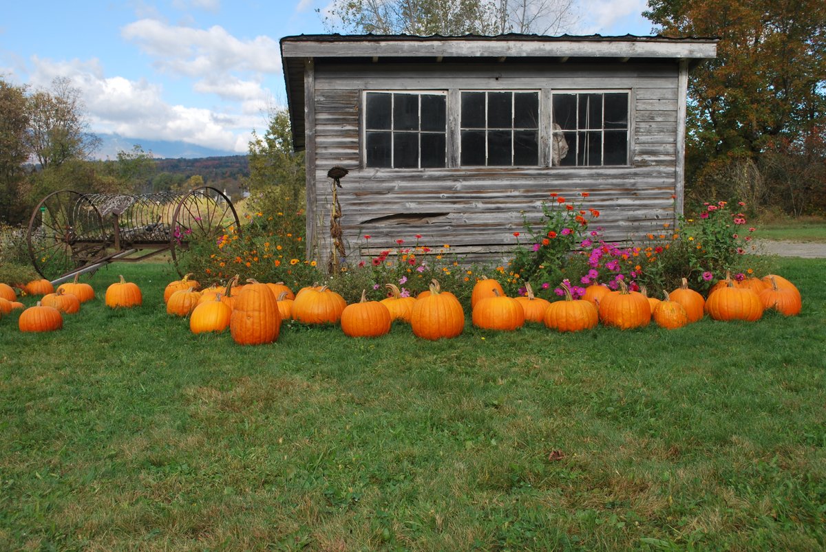 gostowe's tweet photo. Happy International Cat Day!😻 Are you ready for the fall? 🍁 (PC, Sharon Harper) #internationalcatday #fallintostowe #gostowe #stowe #stowevt #stowevermont #vermont #vt #thisisvt #fallinvt #catsofinstagram #stowescenes https://t.co/aICexW0KOk
