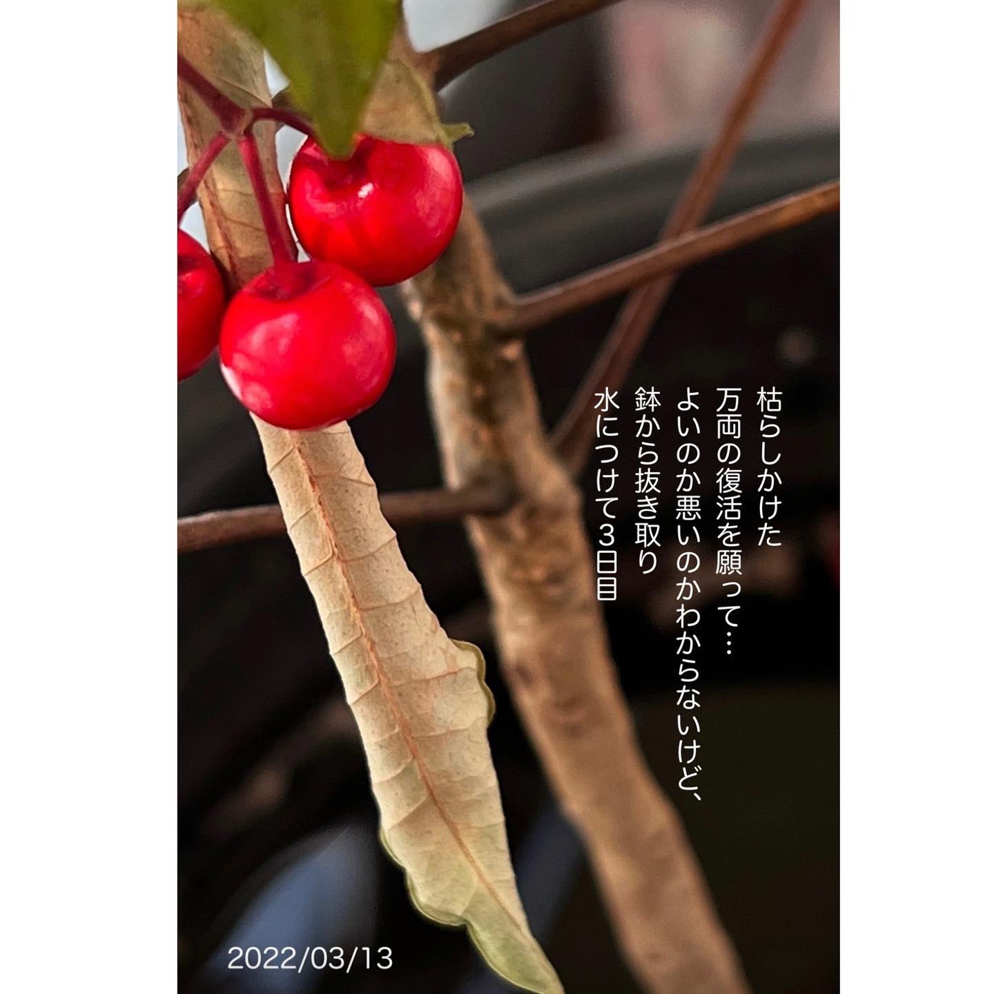 だんちの 植え替えの時期を知らず 植え替えをに失敗 ネットで調べても 枯れたら復活はムリという情報 あー 万両ちゃんゴメン 人 あれから 5ヶ月 廃棄しなくてよかった 無事成長してくれることを願います 成長記録 マンリョウ成長記録