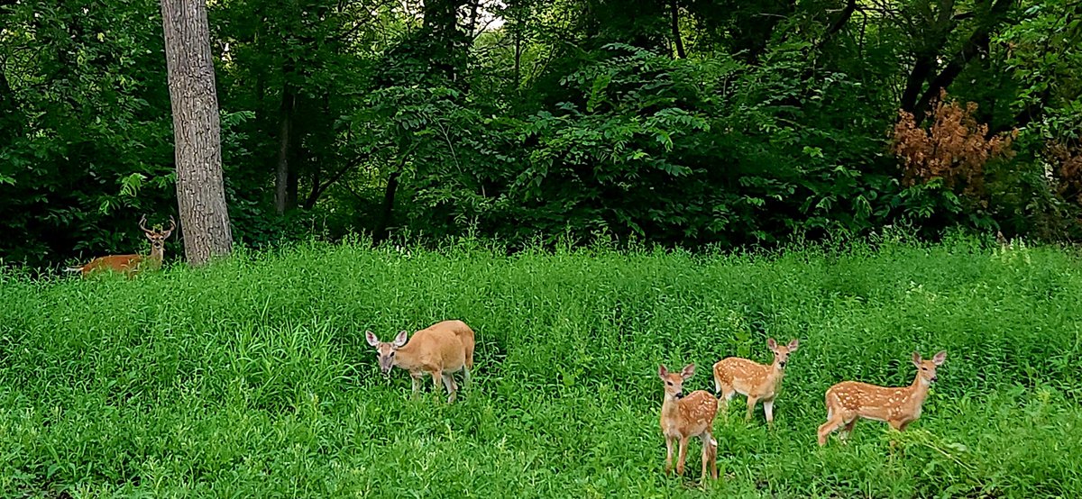 SeilerPhotos's tweet photo. What an amazing site to see tonight on my walk---triplets!

#deerfamily #deer #deerlife #fargo #scottseiler #photography #photooftheday #northdakotalife #northdakotaphotographer  #yesnd #captured #tripletsofinstagram https://t.co/qXLHsM2taL
