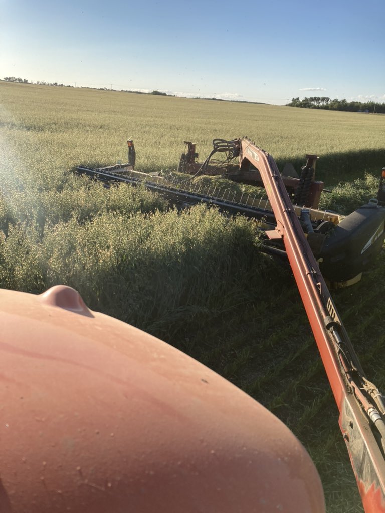 Gonna need some time and heat before we get to baling these oats