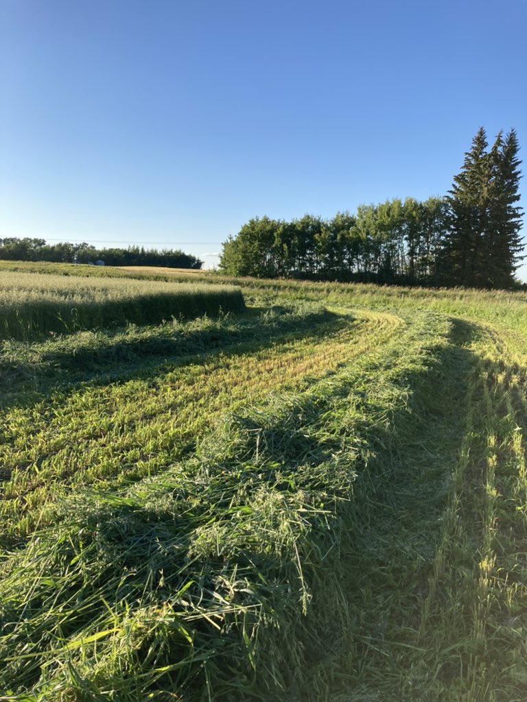 Trent Macnab tweet media