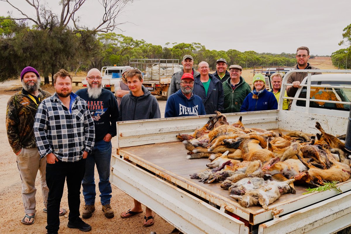 RedCardRF's tweet image. Foxes, cats and rabbits are taking out large numbers of native plants and animals across the Wheatbelt and effecting farmer’s bottom line.  This year, the results for the autumn Red Card program saw 4,779 animals culled, including 2,928 foxes.  ow.ly/SbxM50K98Ob