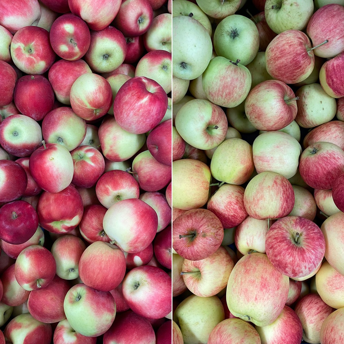 Oekokiste_K's tweet photo. 🍏🍎 Die ersten #Frühäpfel sind eingetroffen! Wöchentlich wechselnde Sorten.
Diese Woche: „Sommernachtstraum“ & „Summercrisp“ - beide knackig, saftig, frisch & süß-säuerlich!
Hier bestellen: https://t.co/G3IA6zrdwY
#Ökokiste #organicfood #Biokiste #münchen https://t.co/kuULS6Is3J