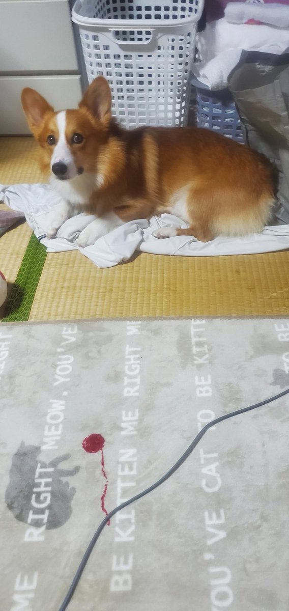 コタタさん❗自分のタオルで巣作りしてくれんかね⁉️