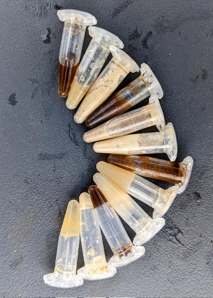 TongassGenomics's tweet photo. From Expedition Day 47: A rainbow of moonmilk shades we sampled from caves in the @TongassNF -- thanks @lets_experiment for helping us raise funding for this ongoing research! #cavescience #tongass #geomicrobiology https://t.co/sgNd5XjPWv