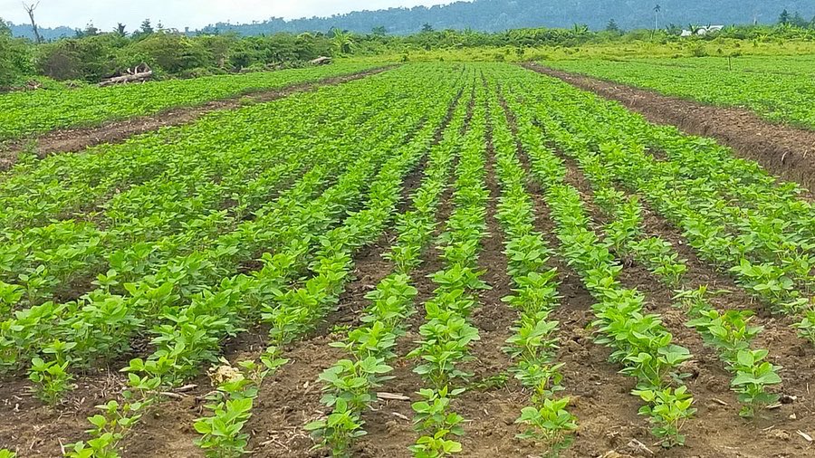 ayepzaki_resmi's tweet photo. Pagi ini saya memonitor perkembangan budidaya kedelai bersama para petani di Keerom, Papua bulan lalu.

Monitor ini selalu saya lakukan secara berkala agar petani keerom mendapat hasil panen yang memuaskan.
#ayepzaki #ayepzakicenter #nasdem #partainasdem #nasdemtower #towernasdem https://t.co/MgolQ5qWFF