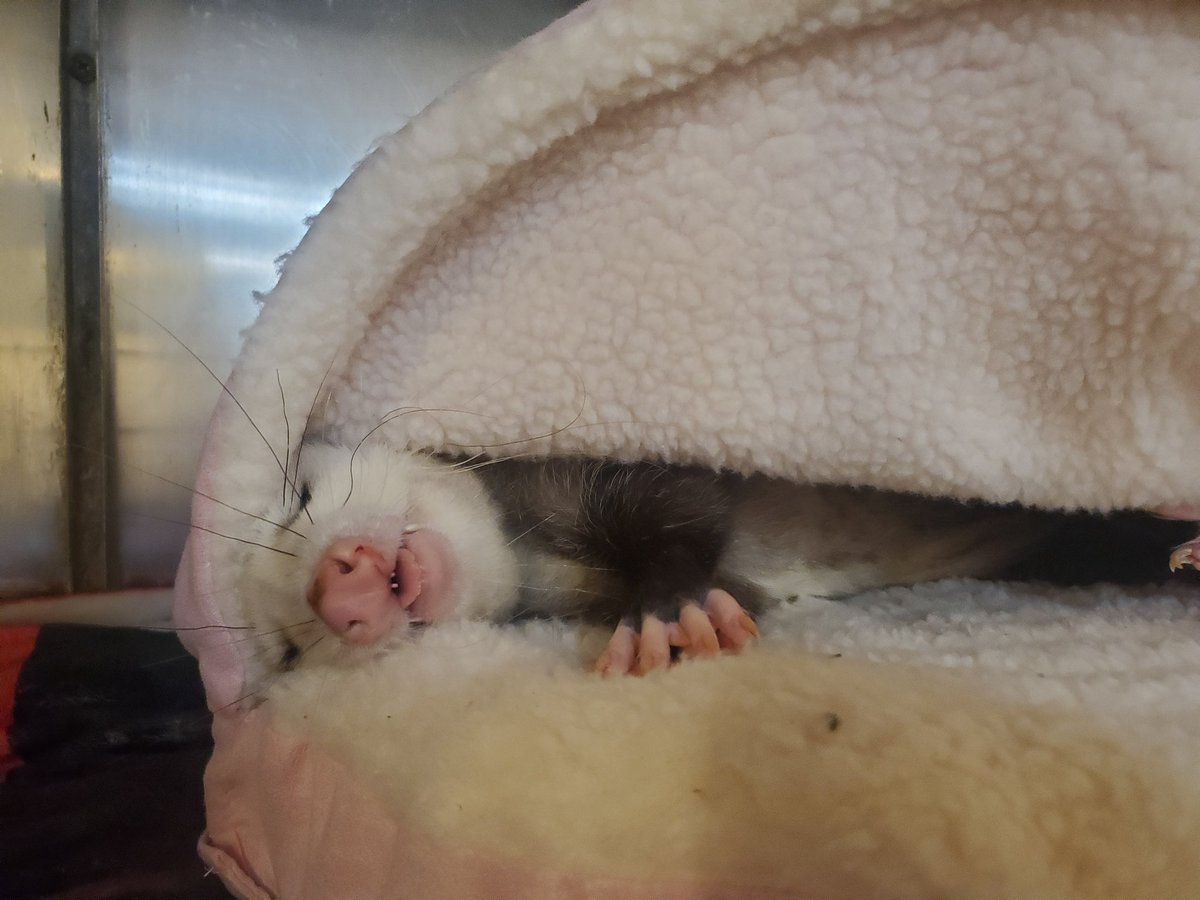 Possumeveryhour.io (@possumeveryhour) on Twitter photo 