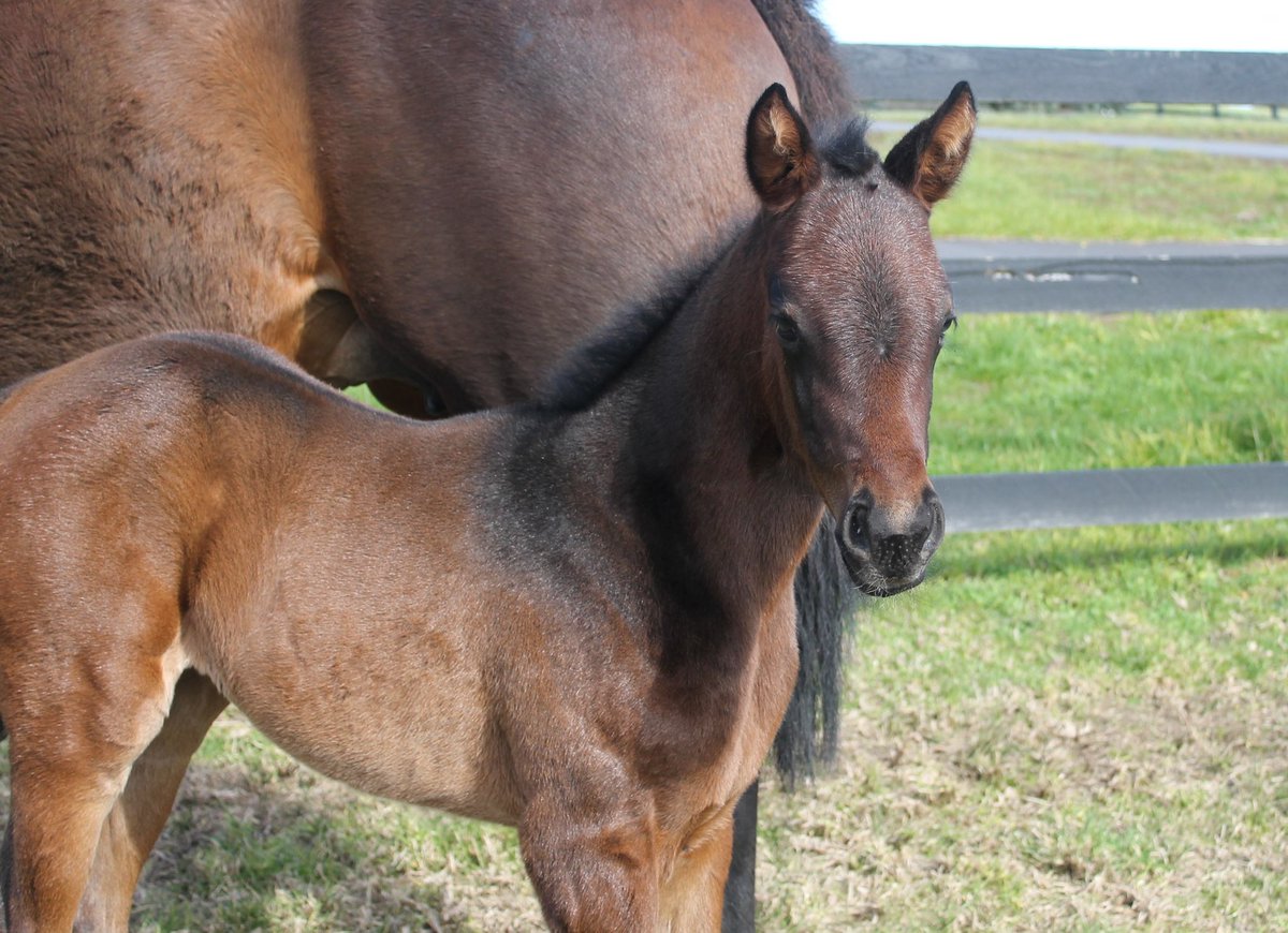 widdenstud's tweet photo. The 1st Russian Camelot 👑 foal has hit the ground. 🥳 Congratulations to breeder Tony Ottobre! Gorgeous filly from the lovely Savabeel mare, Jennibeel from the family of 4 time G1 winner &amp; Champion NZ mare GIOVANA. @DOBrienRacing @vicbreeders #widdenvic #KingOfTheCastle https://t.co/p4eaiKfgyz