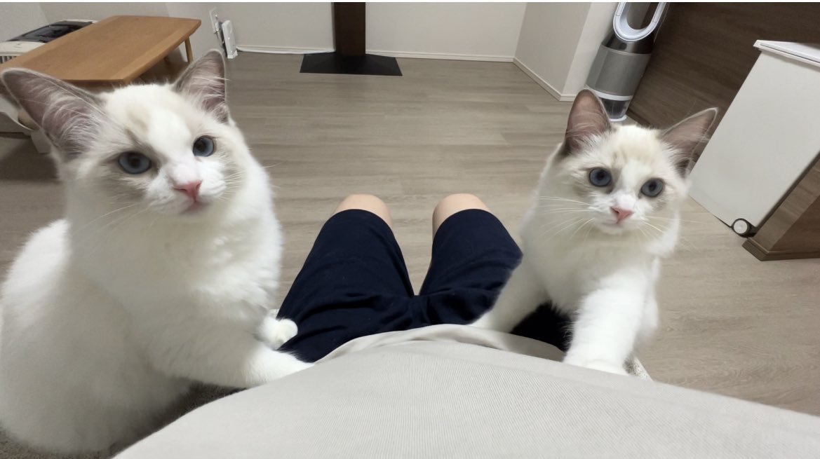 Rag_dooooll's tweet photo. いまだに一緒に行動してるラ��ドールの双子ちゃん https://t.co/OqdJJthPlX