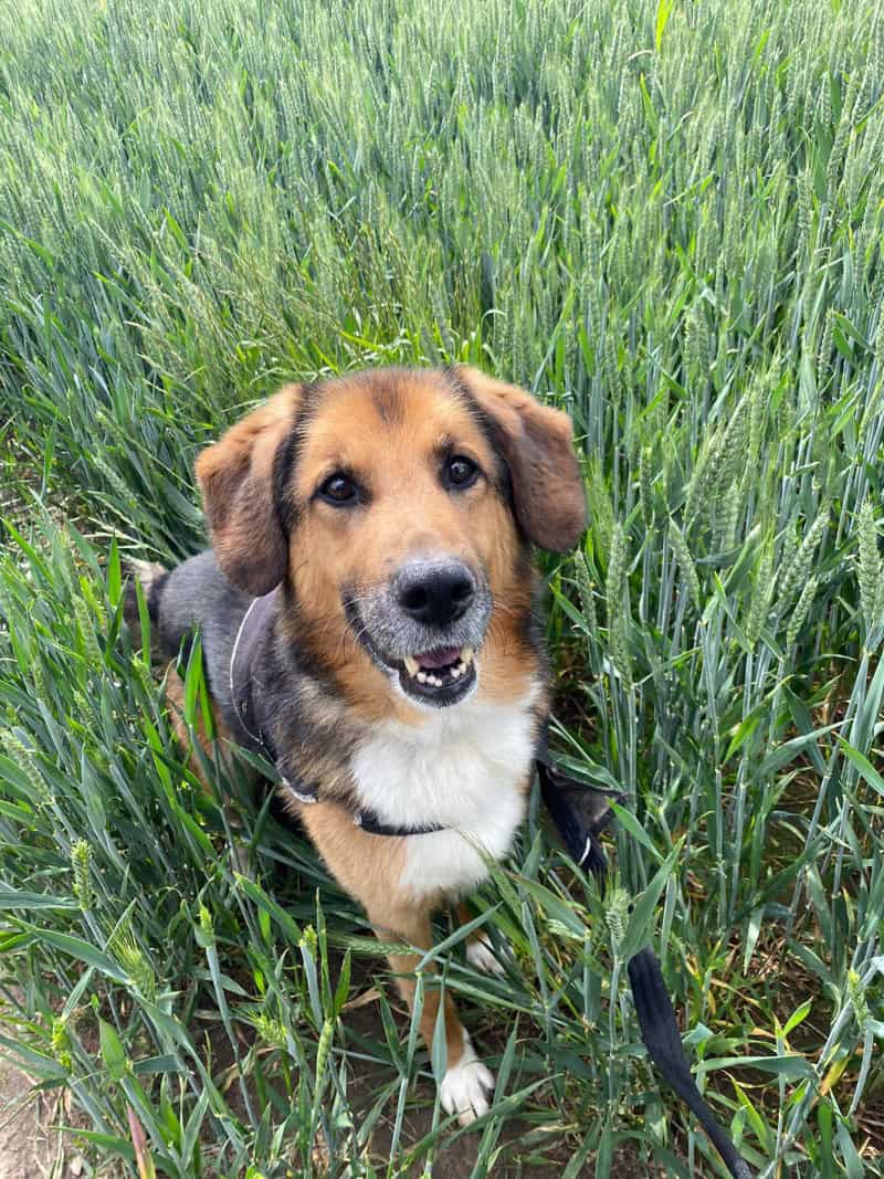 Please retweet to help Jake find a home #WAKEFIELD #LEEDS #UK 
Aged 12, Shepherd Cross, looking for an active adult home. He needs to be the only pet but will enjoy dog pals to walk with. Please share 🍀

DETAILS or APPLY👇
rspcaleedsandwakefield.org.uk/dogs/jake/
#dogs #DogsofTwittter  #pets