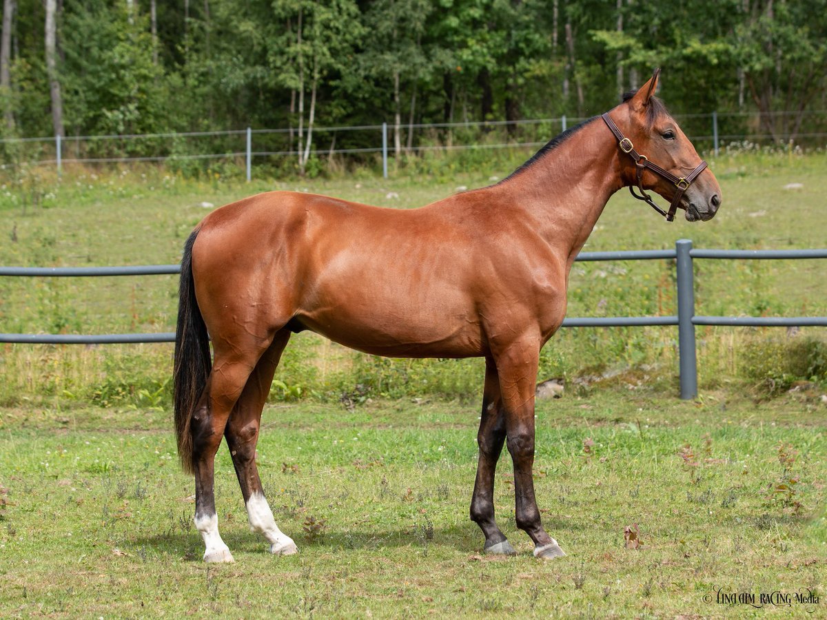 På Solvalla Yearling Sale den 16 augusti kommer vi visa 8 hästar. Bild 1-2: Nr 45, Wenger (Ready Cash - Time To Kill). Bild 3-4: Nr 53, Fellow Kronos (Muscle Hill - Bell Power). <a href="/YearlingSale/">Yearling Sale</a>