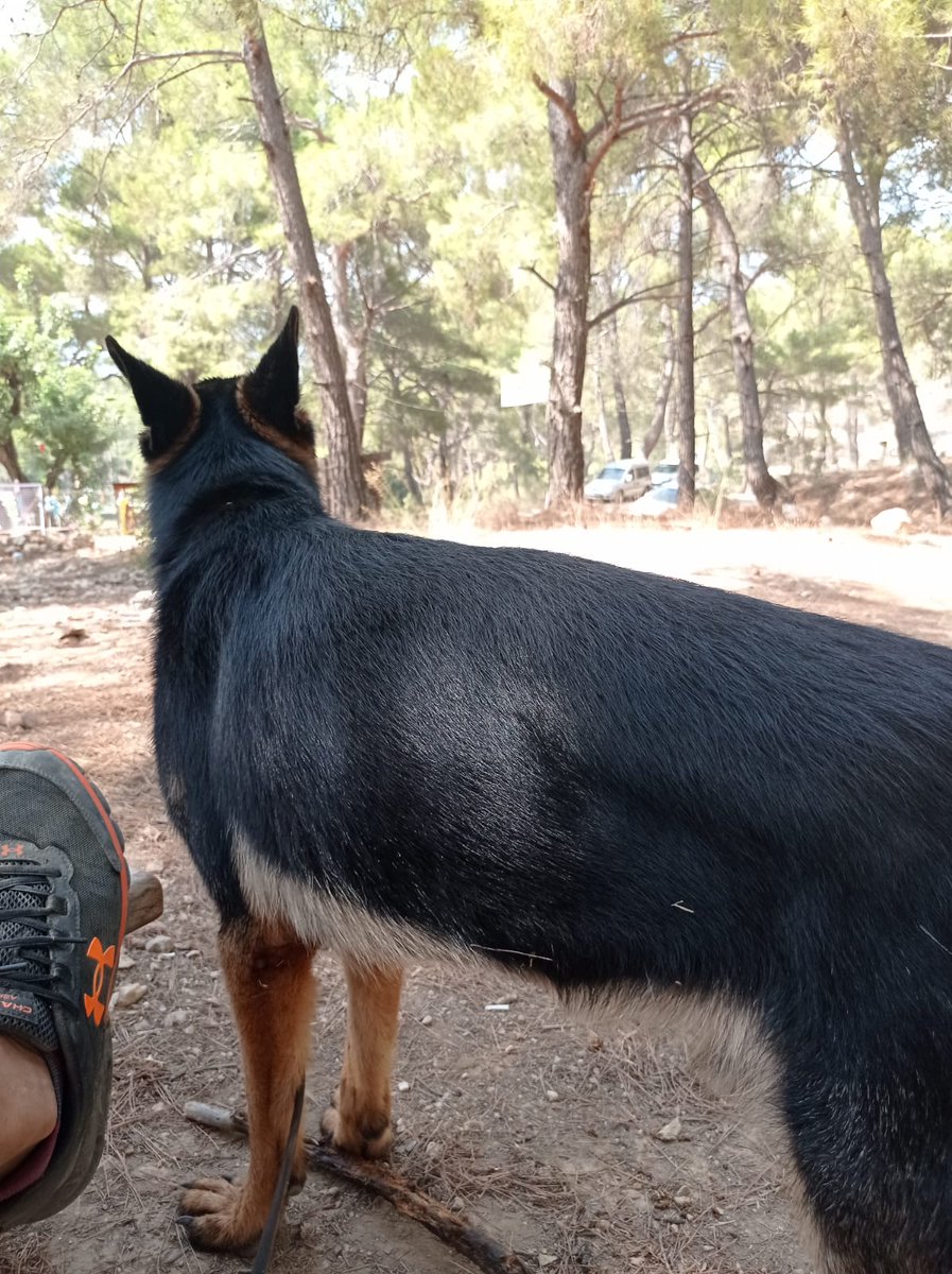 Günaydın 🐕
Altay