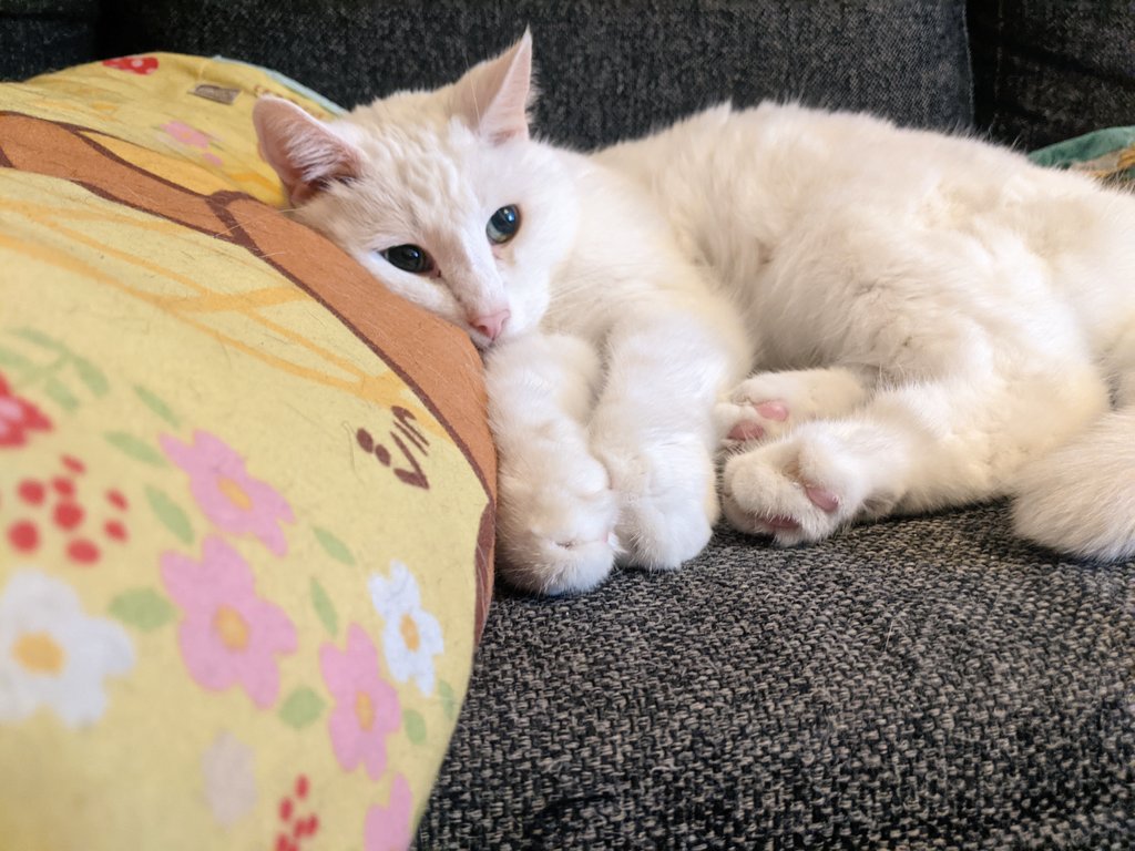 kittycatsonata1's tweet photo. 🐱 Happy #InternationalCatDay from our little cat family!! ❤️ https://t.co/sSXLan0PFZ