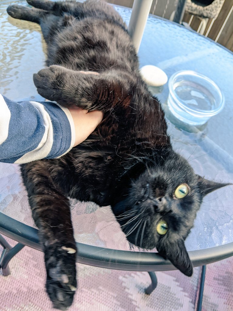 kittycatsonata1's tweet photo. 🐱 Happy #InternationalCatDay from our little cat family!! ❤️ https://t.co/sSXLan0PFZ