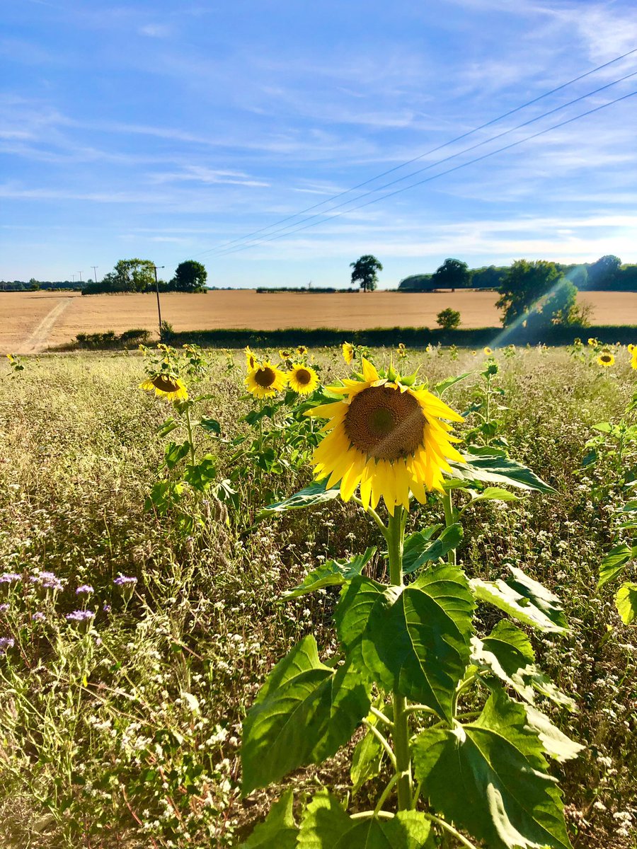 4myJessBrady's tweet photo. Recently,we have been treated to this view at the end of our garden. As we try to capture the sunflowers beauty, we know Jess, in awe of their beauty, would have photographed them perfectly. Missing you so much and remembering you always, Jess 💙#parentalgrief https://t.co/FAP6ADQCHK