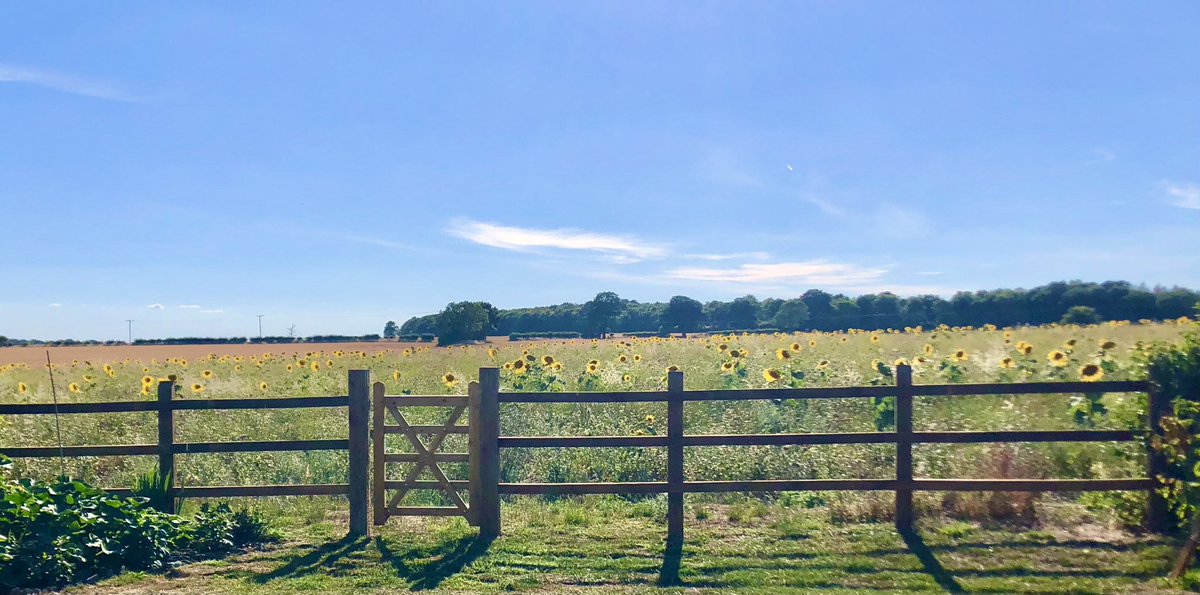 4myJessBrady's tweet photo. Recently,we have been treated to this view at the end of our garden. As we try to capture the sunflowers beauty, we know Jess, in awe of their beauty, would have photographed them perfectly. Missing you so much and remembering you always, Jess 💙#parentalgrief https://t.co/FAP6ADQCHK