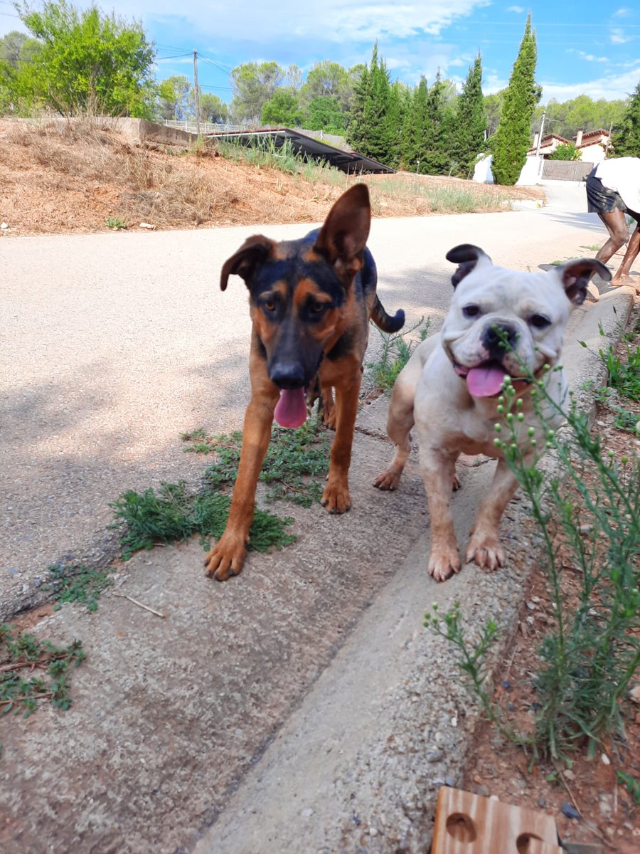 HELP!!!
Ens han aparegut aquests dos gossos al centre. No fan pinta d'abandonats. Si podeu fer retweet 
Zona: Sant Salvador de Guardiola, el Graell, el Calvet...
<a href="/aj_ssguardiola/">Ajuntament de Sant Salvador Guardiola</a>