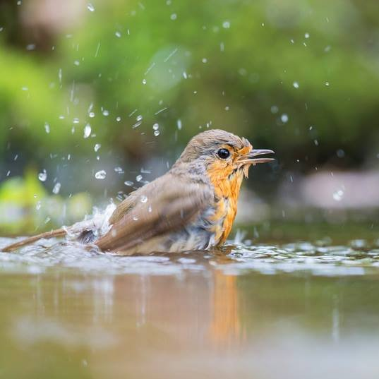 EspecesMenacees's tweet photo. La #canicule n'a pas dit son dernier mot et la faune a cruellement besoin d'aide, nous rappelle la @LPOFrance : mettez de l'eau fraîche à disposition dans un récipient peu profond, à l'ombre et à l'abri des prédateurs, et changez-la tous les jours.
©Ivonne Wierink https://t.co/cPH6zSjPkL