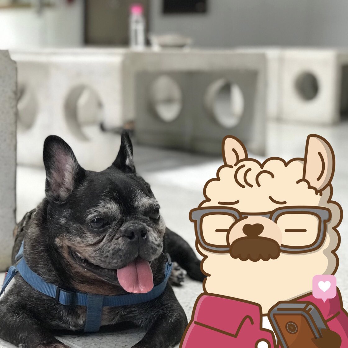 Alpaca Chills tweet media