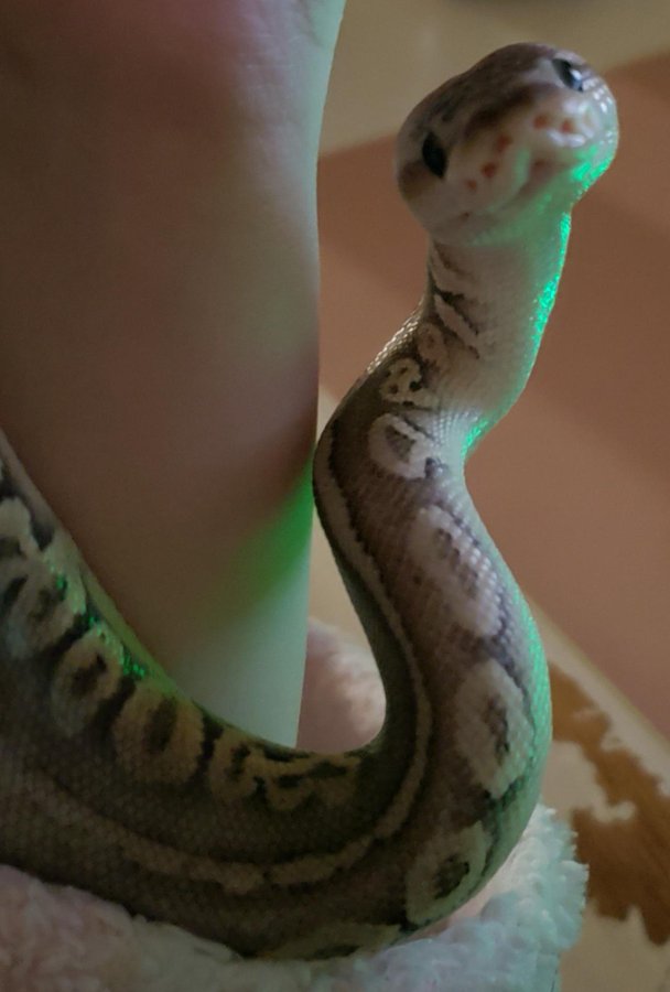 SnakeHour's tweet photo. Kind and gentle smile https://t.co/nz4ILtTIN2