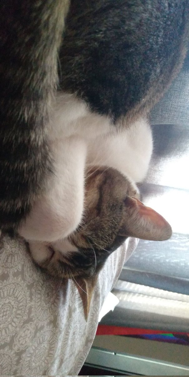 kall_me_kai's tweet photo. @MakoInari This is my baby Mochi. I haven't gotten to see him in two months because I had to move away from my abusive household which left me basically homeless. I'm sad that I'm not with him on #InternationalCatDay but I know he's happy and probably napping somewhere. https://t.co/xylE7ymf2U