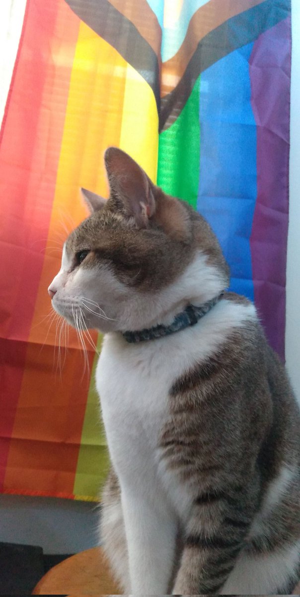 kall_me_kai's tweet photo. @MakoInari This is my baby Mochi. I haven't gotten to see him in two months because I had to move away from my abusive household which left me basically homeless. I'm sad that I'm not with him on #InternationalCatDay but I know he's happy and probably napping somewhere. https://t.co/xylE7ymf2U