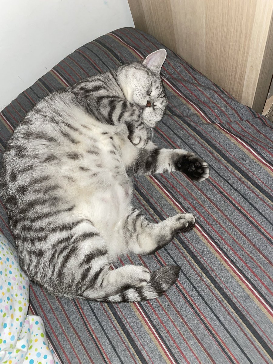 papayacat's tweet photo. @memesiwish my cat https://t.co/OO8Kzjc190
