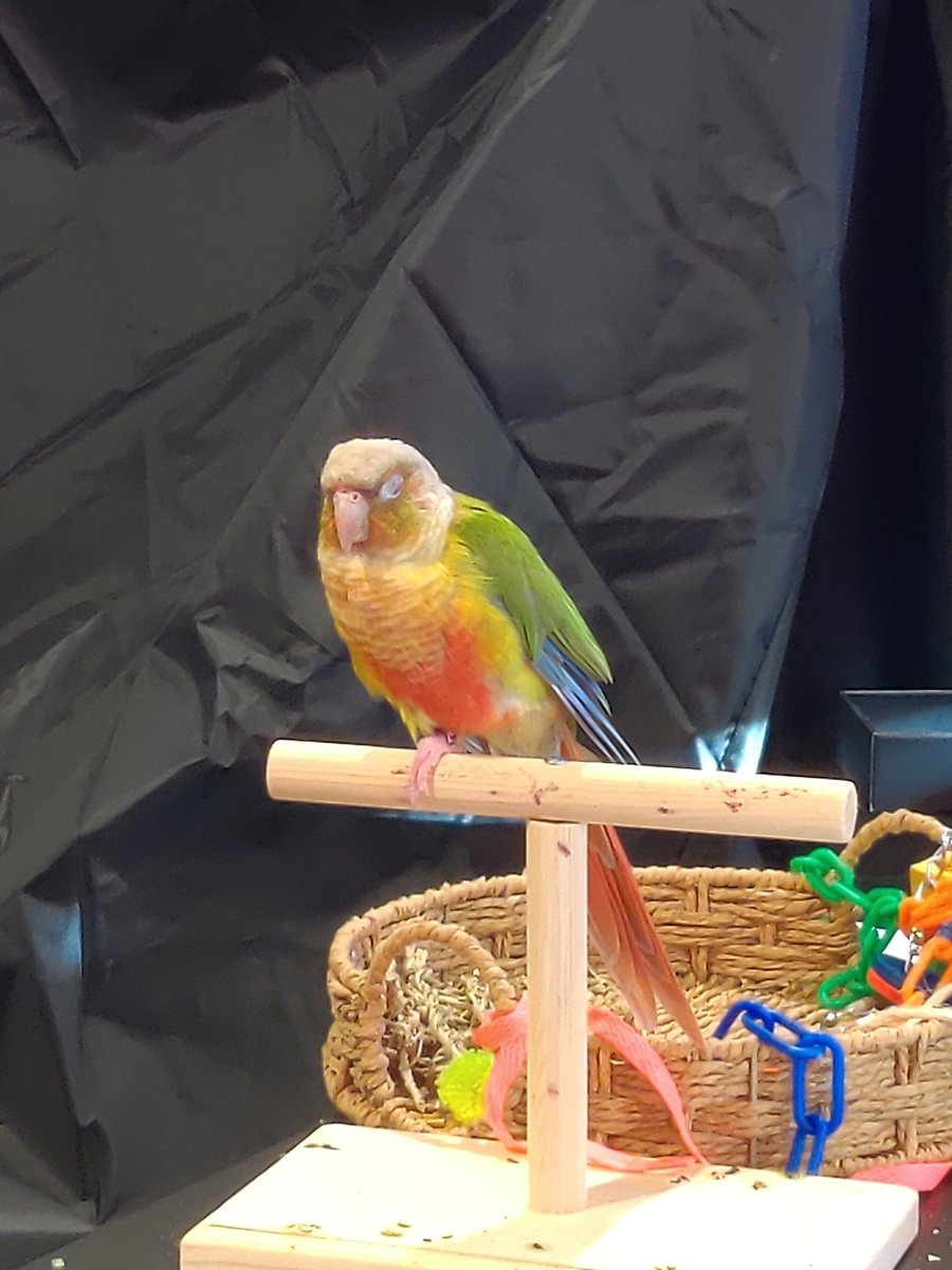 TerribleMeeps's tweet photo. My parents cried a lot today after daddy brought me in from my 7+ hour excursion in the wilderness. Not sure what their deal is but man was I hungry!

#conure #birdsontwitter https://t.co/ZFxVZ2UsDA