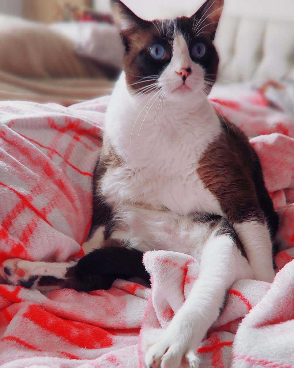 I might be a bit late in my time zone, but I'll still post pictures of my kittos for the #InternationalCatDay2022 #InternationalCatDay 
(=^ㅅ^=)