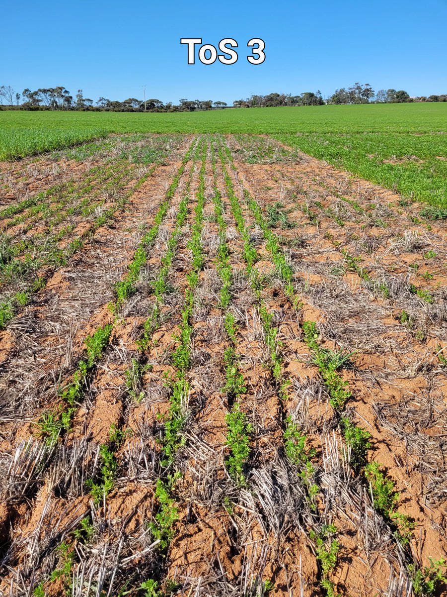 Sarah_Day_'s tweet photo. #Lentil and #wheat sown across 3 sowing dates at Palmer, with Bolt and Highland XT in ToS 1 just at 50% flowering.
ToS 1 = 19th April,
ToS 2 = 17th May,
ToS 3 = 1st June.
@SA_PIRSA #SARDIscience #lowrainfallpulseproject @MPFarmersInc https://t.co/4BMumM0Qs3