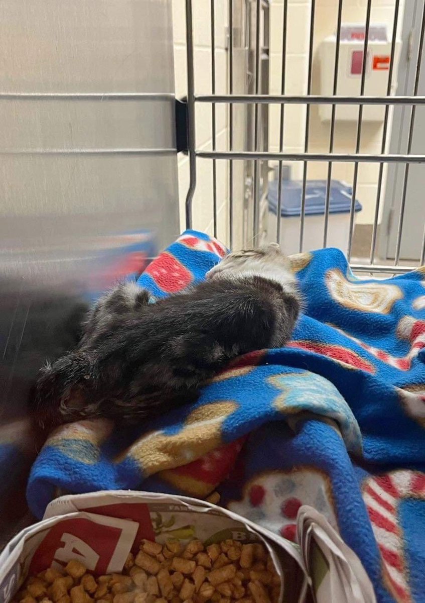 ngremmy's tweet photo. #URGENT #WICHITA #KANSAS #CATS this innocent kitty is slipping away each moment he/she waits for rescue and proper medical care!  Please help! RT-adopt-foster! #TeamKittySOS #AdoptDontShop https://t.co/RWxXPRdUiH https://t.co/23ln4LeK5o