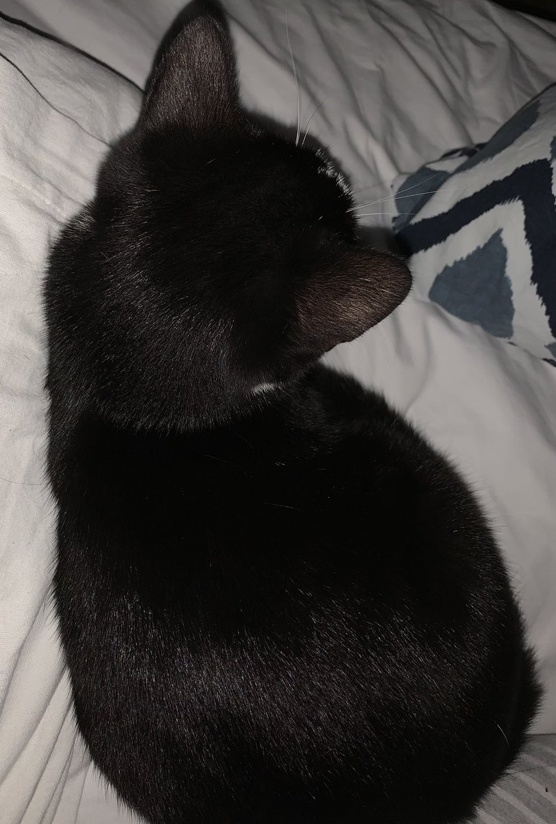 RachelJWillie's tweet photo. Having witnessed my #TheWrongCat hunt, #TheRightCat is now re-enacting the dreamlike flight of fancy. 🙄 https://t.co/tgwBnaqlSK