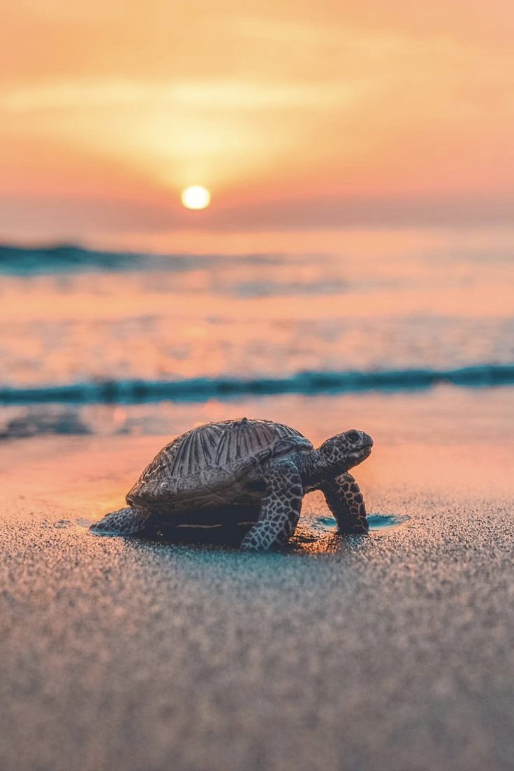 __Red_Hood__K's tweet photo. ... Non importa quanto lenta sia la partenza, ogni alba è un nuovo inizio di promesse di rinascita, prendere la direzione giusta e tuffarsi nel mare delle possibilità, e non in quello delle aspettative, è l'unico modo per vivere ciò che ogni nuovo giorno può offrirci... https://t.co/C4t2fXyP7b