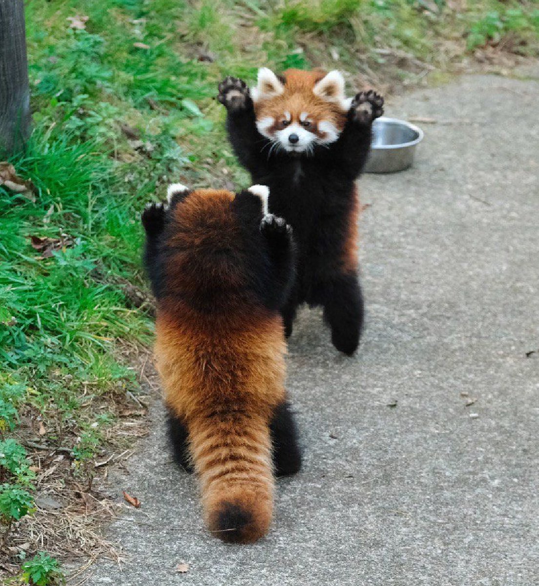 bib 🐥☕️ now on VGen! (@kapebeansies) on Twitter photo 