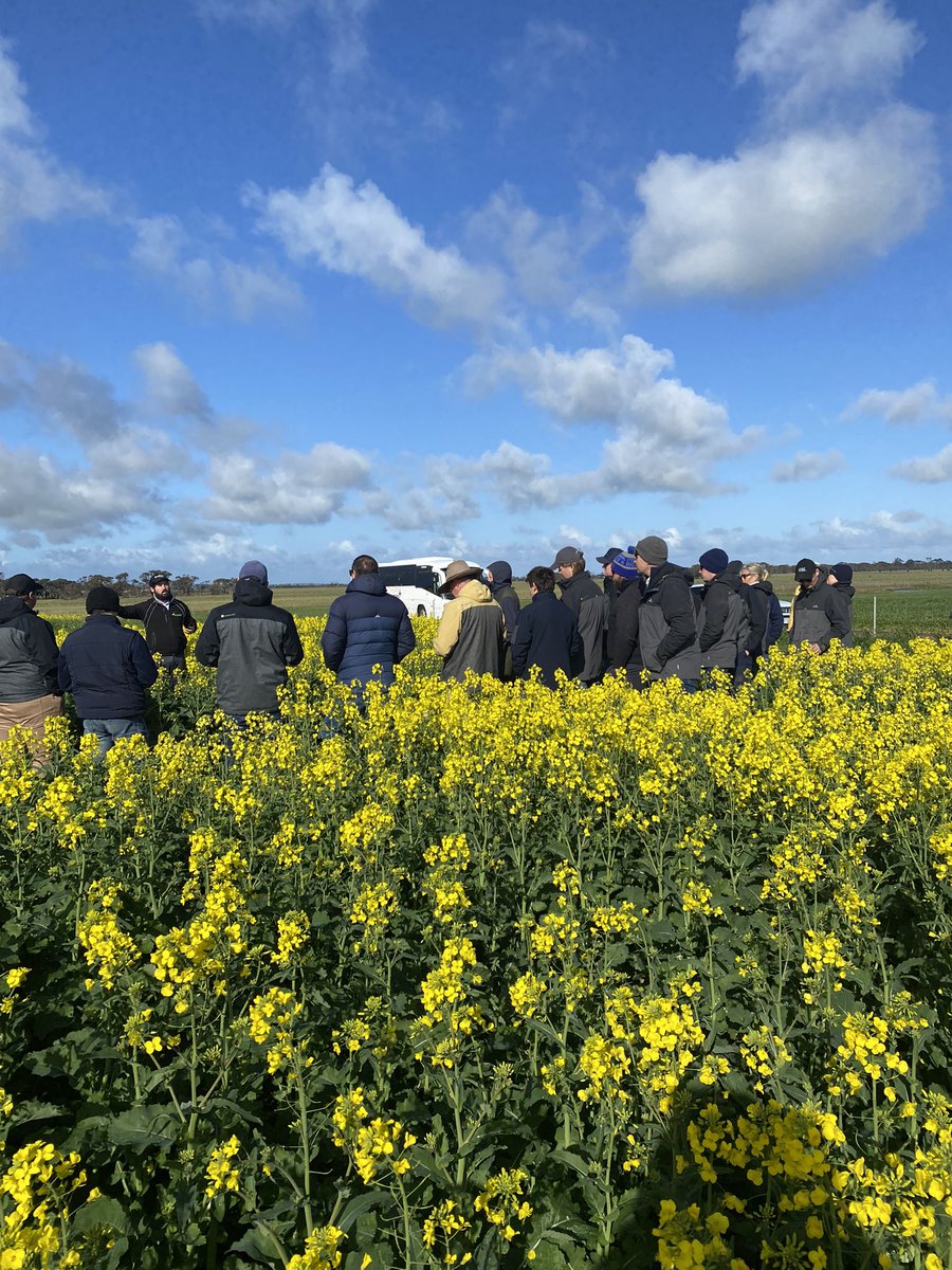 SEAgroResearch's tweet photo. Western Ag crew going through our Nuseed trial at Dalyup @NuseedAustralia @m_hickey90 https://t.co/BGOk6YiY0O