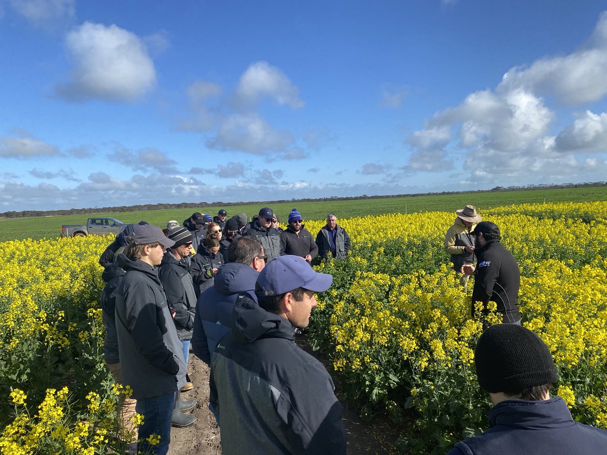 SEAgroResearch's tweet photo. Western Ag crew going through our Nuseed trial at Dalyup @NuseedAustralia @m_hickey90 https://t.co/BGOk6YiY0O