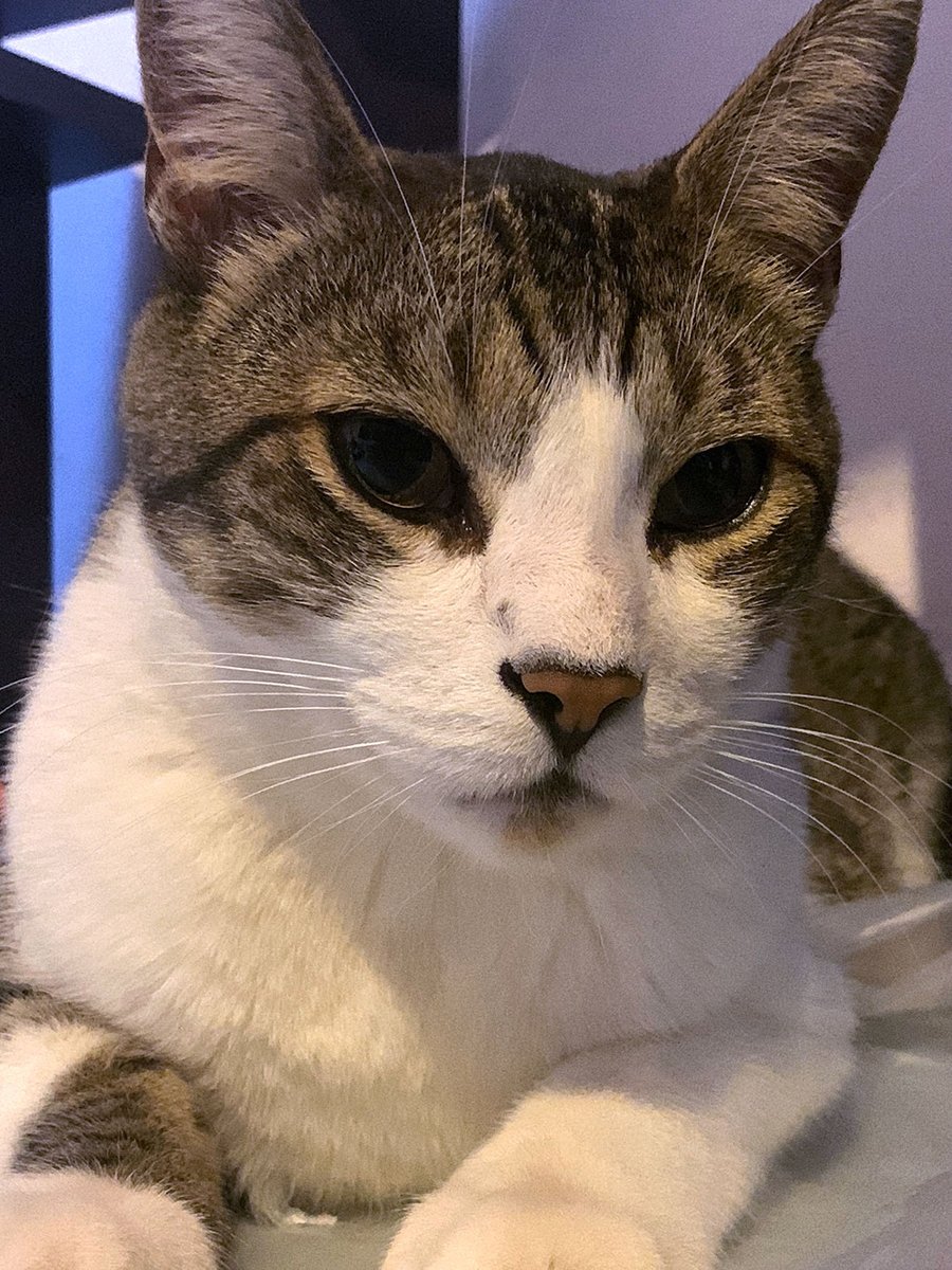 EMallki's tweet photo. Gato garabato y  muchacha garnacha.
#DiaDelGato https://t.co/anrozJfZoo