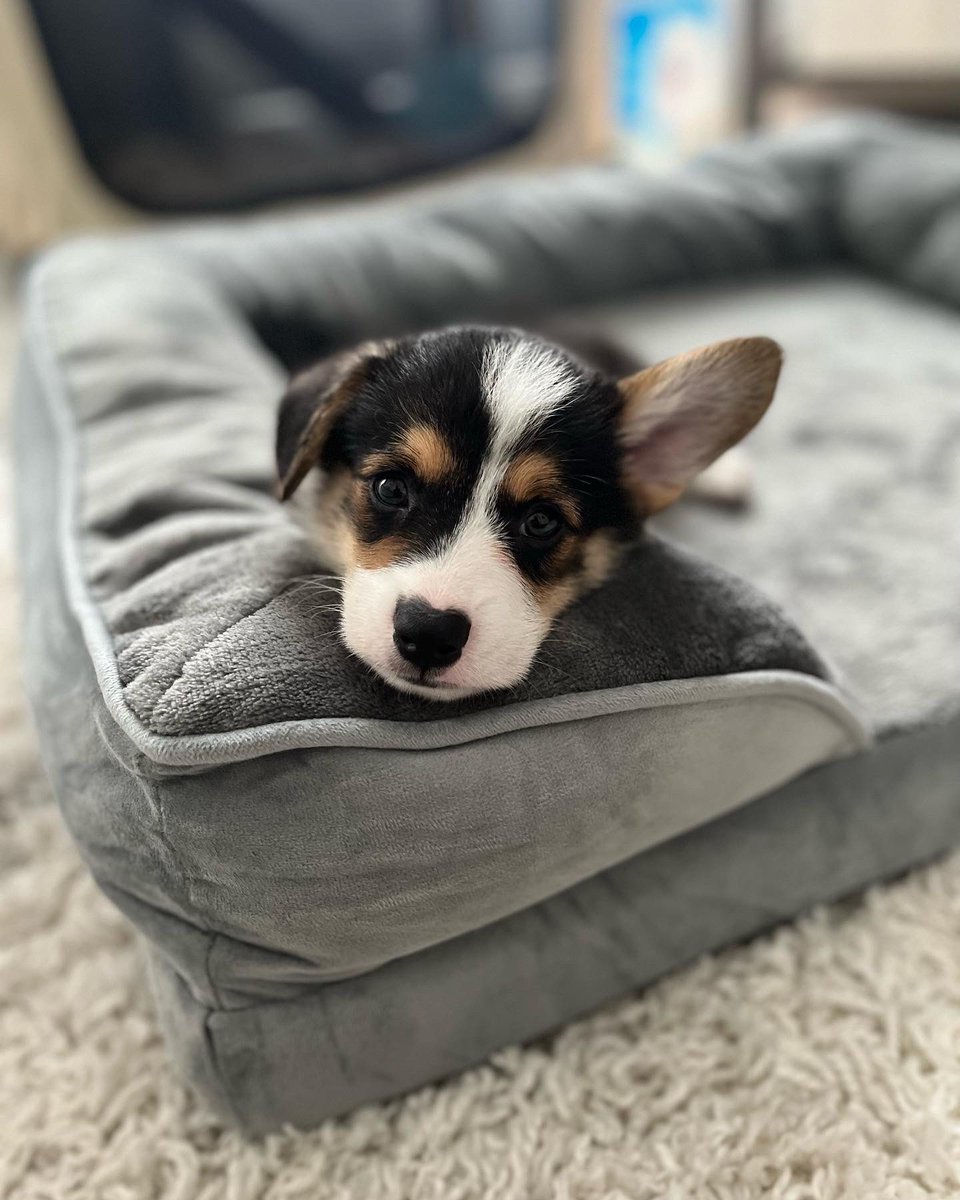 BCoopALoop9's tweet photo. Became a #DogUncle again this weekend. Meet Pockets P. Jones ๐ถ๐ https://t.co/YsArZP8IxK